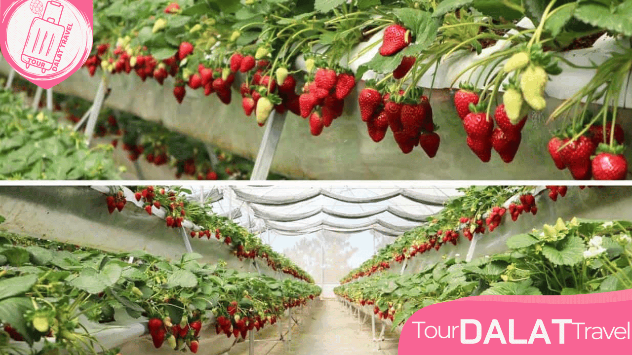 Vườn Dâu Tây Công Nghệ Cao