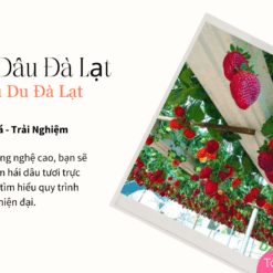 Vườn Dâu Đà Lạt