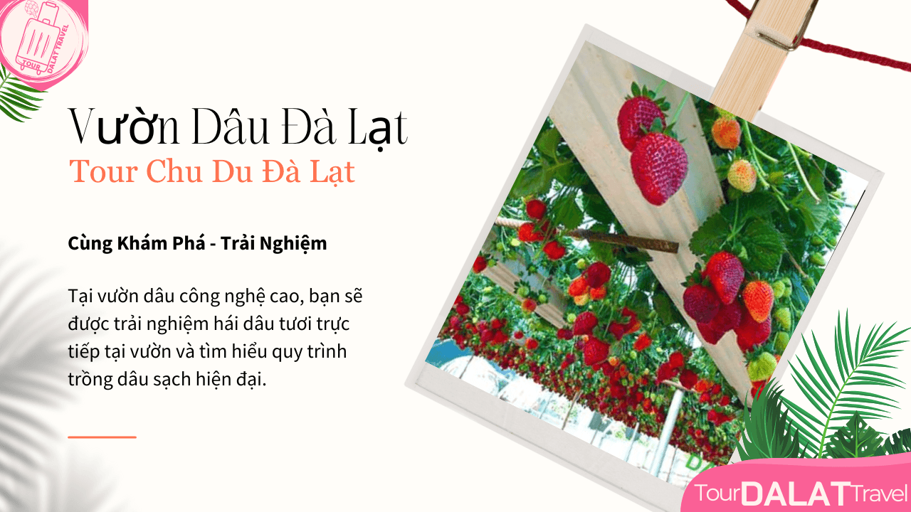 Tour Đà Lạt 1 Ngày-Vườn Dâu Đà Lạt