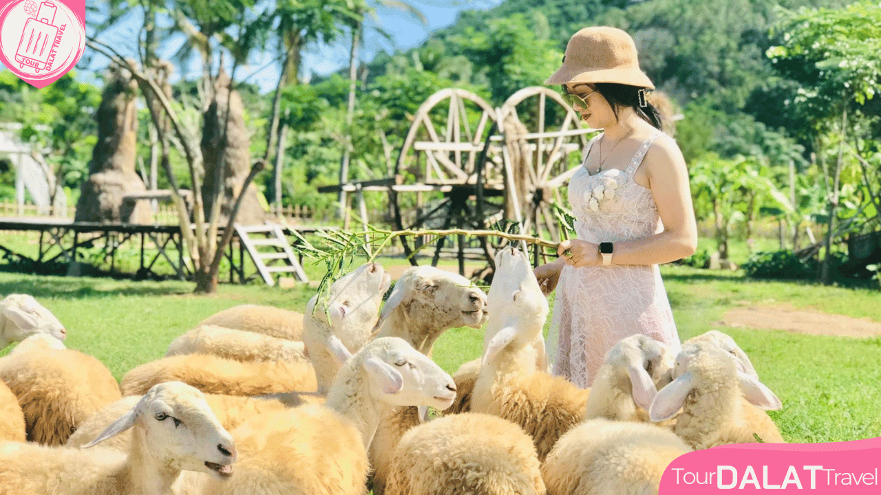 ĐỒNG CỪU VĨNH HY