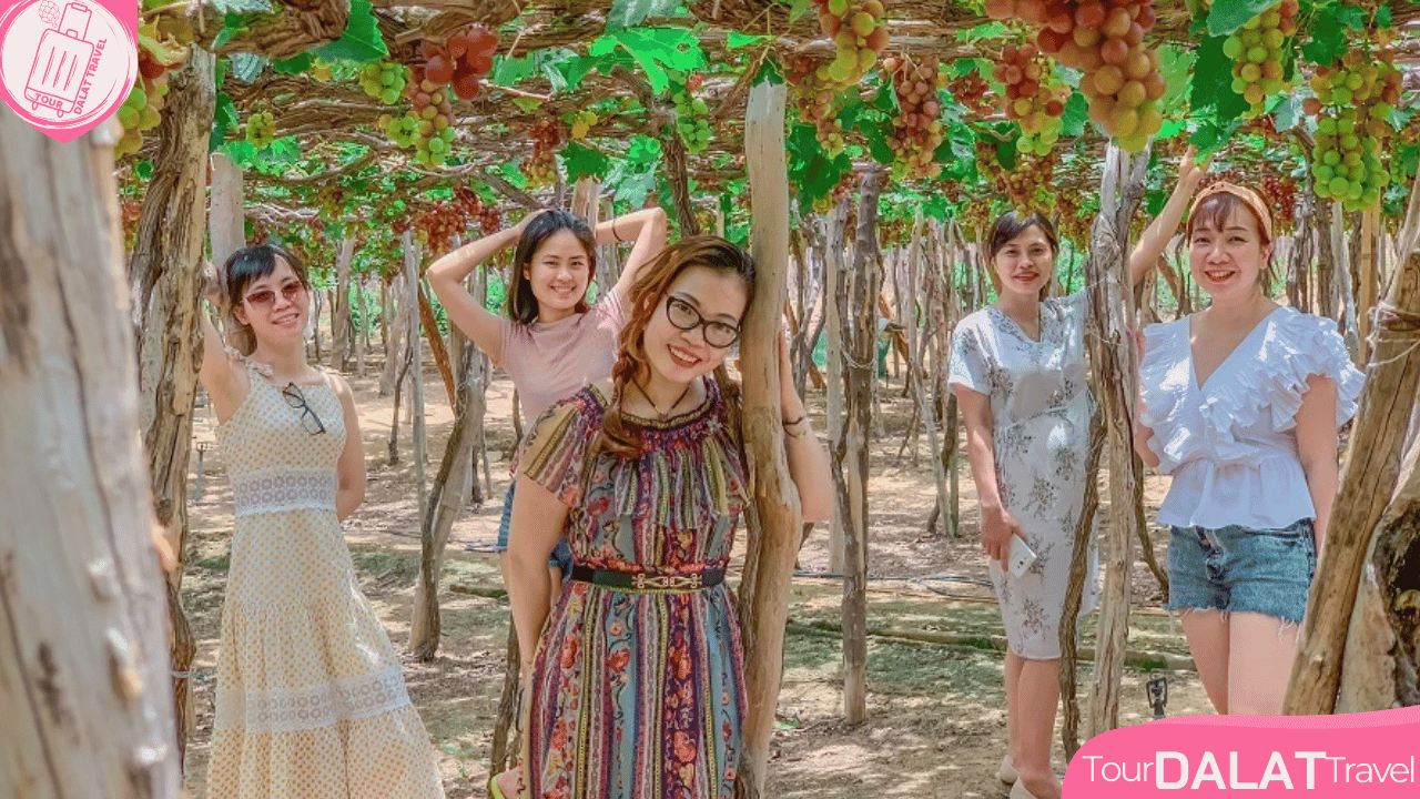 Vườn nho VĨNH HY
